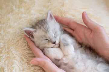 Adorable kitten sleeping in female hands. Adorable maine coon small cat