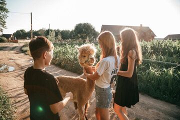 Funny alpaca happily communicates with three teenagers on summer day . Life on farm. Agrotourism....