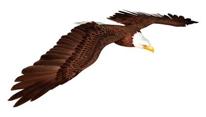 3D Rendering Eagle on White