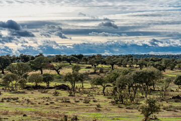 Fototapeta na wymiar Olive trees in the fields of Extremadura near Trujillo and Plasencia, Spain