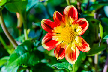 red dahlia flower