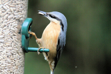 A Nuthatch on a bird Feeder