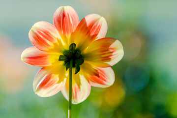 Fototapeta premium red yellow flower