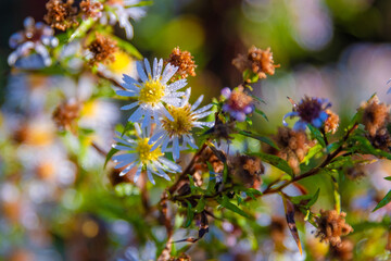 flowers in spring