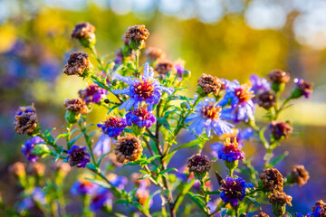 flowers in the garden