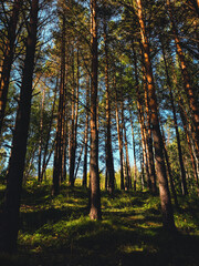 Obraz premium Suburb