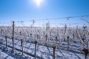 Vineyard covered in frozen rain in bright sunshine. Winter landscape after a freezing rain
