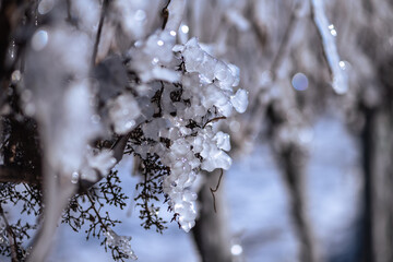 Close up of a vine covered in frozen rain in bright sunshine. Winter landscape after a freezing rain