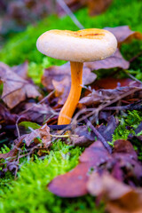 mushroom in the forest