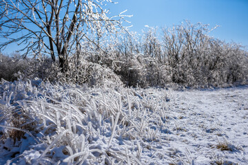 Nature covered in frozen rain in bright sunshine. Winter landscape after a freezing rain