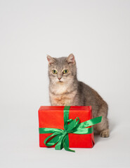 Funny fluffy grey cat of British breed sits on white background with red gift box with green ribbon: merry Christmas, happy new year, place for the text holiday veterinary clinic, vertical image