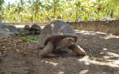 Aldabra Giant tortoise in Seychelles