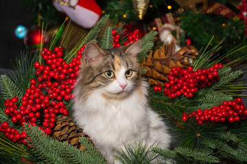 Funny fluffy tricolor cat with big yellow eyes is sitting on the New Year's decorations 