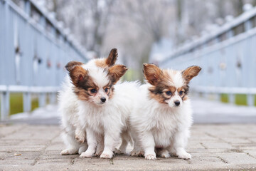 Continental toy spaniel puppies, tricolor papillon puppies - Powered by Adobe