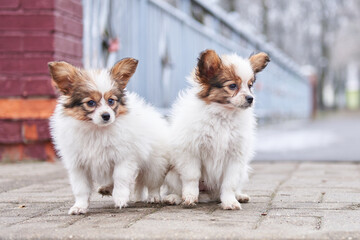 Two continental toy spaniel puppies, tricolor papillon puppies