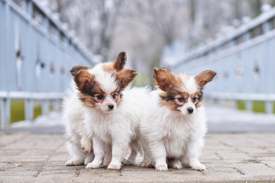 Continental toy spaniel for sales sale