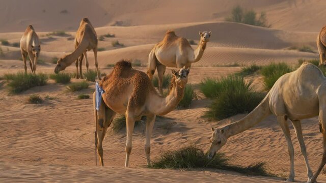 Camels eating hay, golden hour at the Dubai Desert - slow motion tilt shot