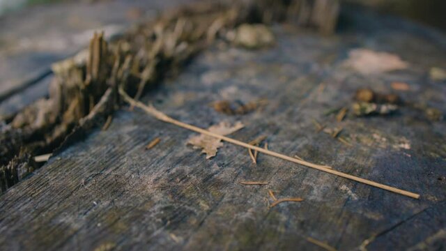 Push-in close-up of worn brown tree stub with wood twigs on it