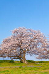 桜満開の富士川かりがね堤　静岡県富士市にて