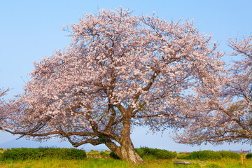 桜満開の富士川かりがね堤　静岡県富士市にて