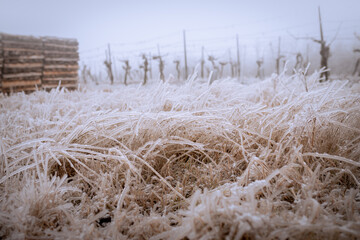 Frozen vineyard in foggy winter. Vineyard covered with frozen rain. Vineyards covered with frozen rain. White winter landscape in the vineyards of Austria