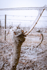 Frozen vineyard in foggy winter. Vineyard covered with frozen rain. Vineyards covered with frozen rain. White winter landscape in the vineyards of Austria
