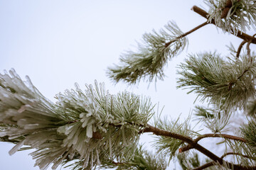 Pine trees covered in frozen rain. Winter landscape after a freezing rain