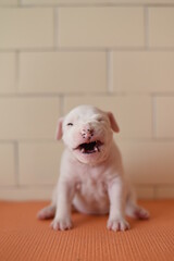 dog, puppy, American Staffordshire terrier