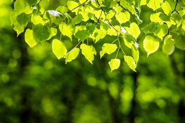 Green nature background with linden  leaves
