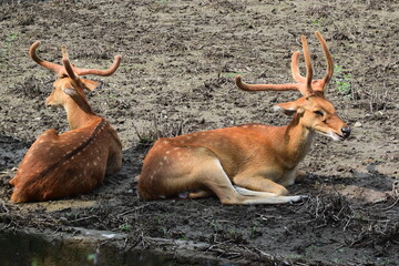 deer, animal, wildlife, mammal, nature, wild, buck, antelope, stag, antlers, horns, antler, animals, impala, horn, forest, brown, safari, kudu, park, grass, alert, fauna, fur, indian zoological park