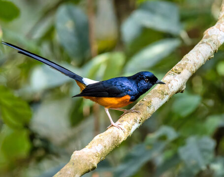 White Rumped Shama photographed in the wild jungle perched on a branch against a green leafy background
