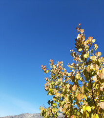 golden autumn, yellow leaves, clear autumn day, leaf fall