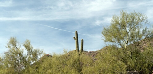 Saguaro cacti on slopes of Saguaro Lake Canon
