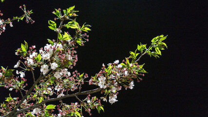 무심천 밤 벚꽃