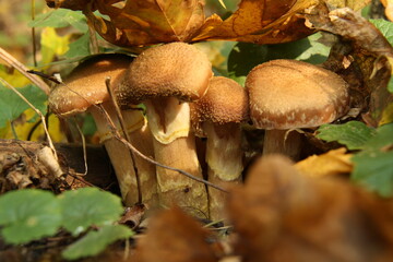 found mushrooms in the forest