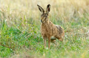 Foto op Aluminium Close up of a large brown hare poised and ready to sprint off in natural agricultural field habitat.  Facing camera.  Space for copy.  Horizontal.   Scientific name: Lepus europaeus. © Anne Coatesy