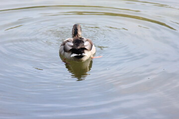 Graceful mallard duck swimming in deep water with ripples