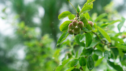 비오는 날 열매