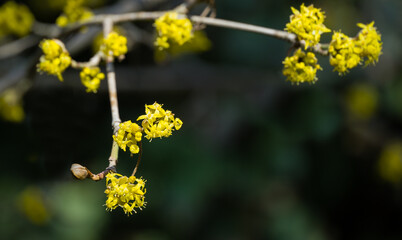 Lyric twig with yellow flowers on  blurred with bokeh background. Soft selective macro focus cornelian cherry blossom (Cornus mas, European cornel, dogwood) in early spring