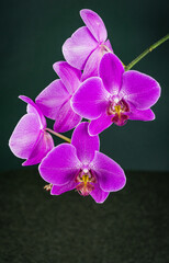 Fototapeta na wymiar Beautiful branch of bright purple Phalaenopsis orchid flower, known as the Moth Orchid or Phal, on gray black background. Selective focus on foreground, place for your text in right