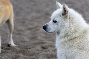 Obraz premium 바닷가 강아지