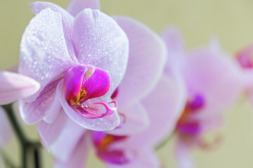 Beautiful purple phalaenopsis orchid flower, known as a fluttering butterfly, in dew drops.