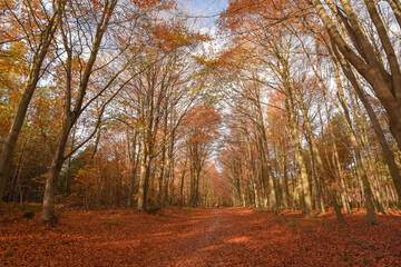 Sherwood Forest, UK - 17 Nov, 2021: Autumn leaves and colours in Sherwood Forest, Sherwood Pines, Nottinghamshire, UK