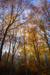 Sherwood Forest, UK - 17 Nov, 2021: Autumn leaves and colours in Sherwood Forest, Sherwood Pines, Nottinghamshire, UK