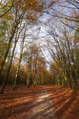 Sherwood Forest, UK - 17 Nov, 2021: Autumn leaves and colours in Sherwood Forest, Sherwood Pines, Nottinghamshire, UK