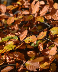 Obraz premium Sherwood Forest, UK - 17 Nov, 2021: Autumn leaves and colours in Sherwood Forest, Sherwood Pines, Nottinghamshire, UK
