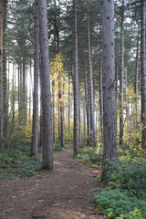 Sherwood Forest, UK - 17 Nov, 2021: Autumn leaves and colours in Sherwood Forest, Sherwood Pines, Nottinghamshire, UK