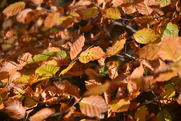 Sherwood Forest, UK - 17 Nov, 2021: Autumn leaves and colours in Sherwood Forest, Sherwood Pines, Nottinghamshire, UK
