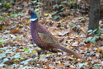 Sherwood Forest, UK - 19 Nov, 2021: A wild Pheasant in woodland in Nottinghamshire, England