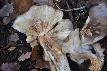 Sherwood Forest, UK - Wild mushrooms growing in a woodland in Nottinghamshire, England